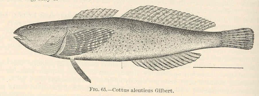 coastrange sculpin