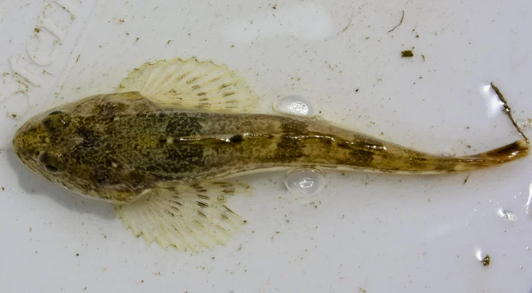 prickly sculpin
