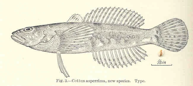 rough sculpin