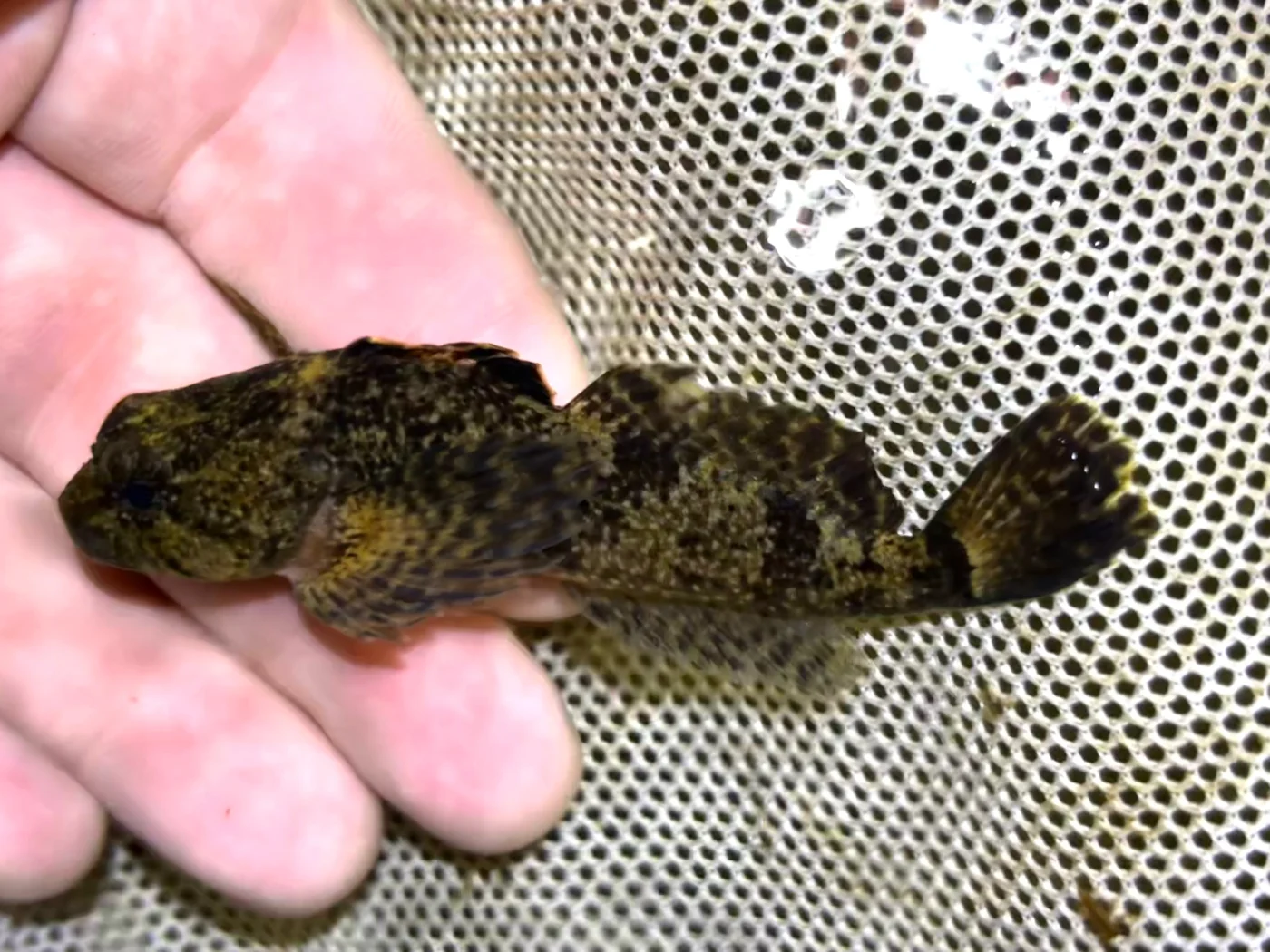 black sculpin
