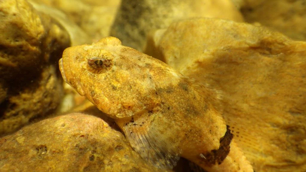 banded sculpin