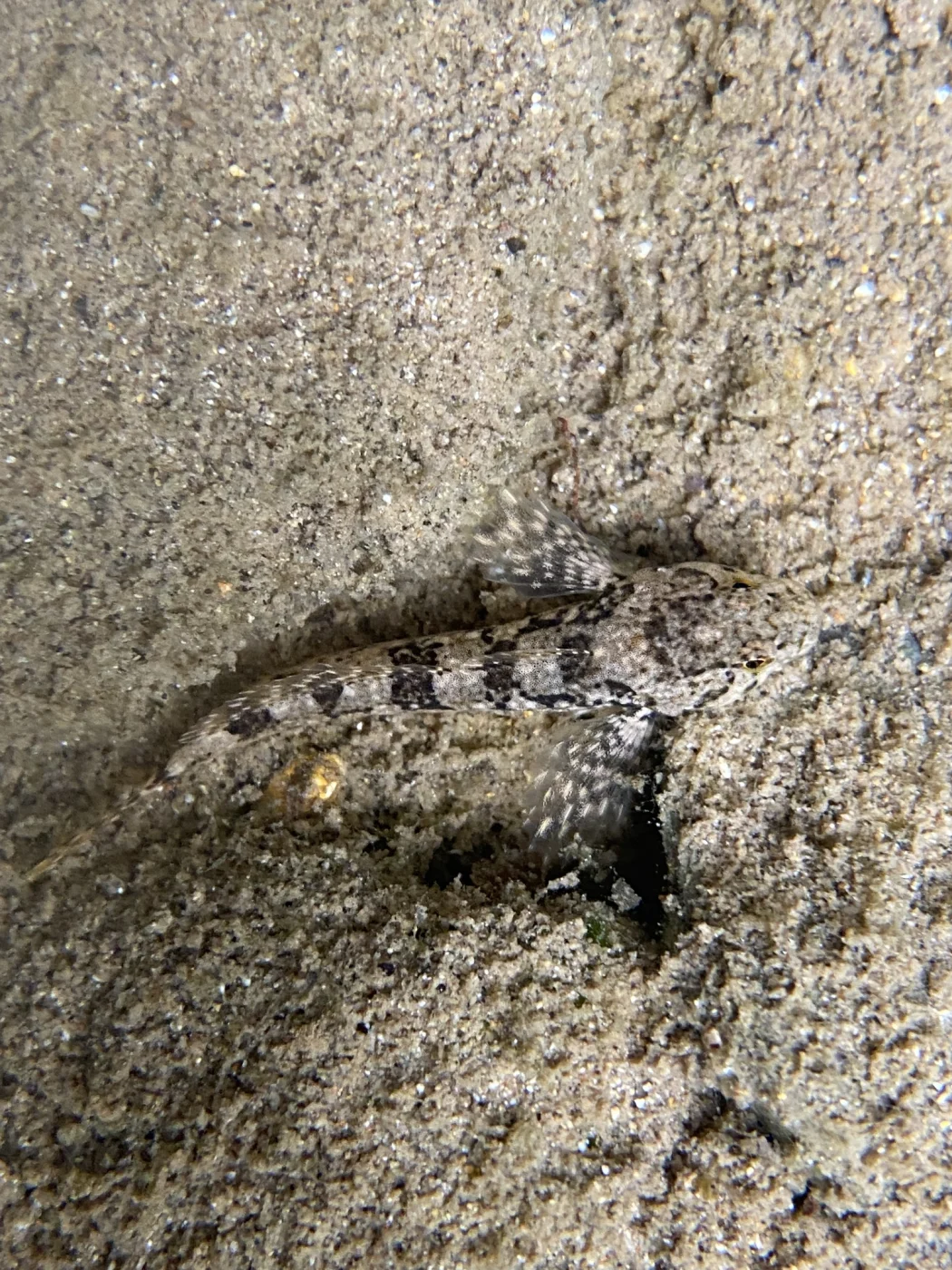 shorthead sculpin