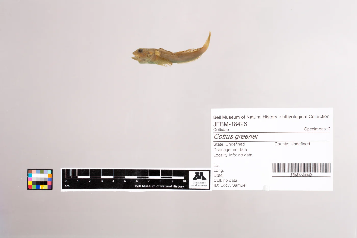 Shoshone sculpin