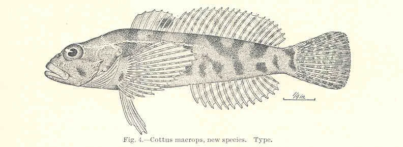 marbled sculpin