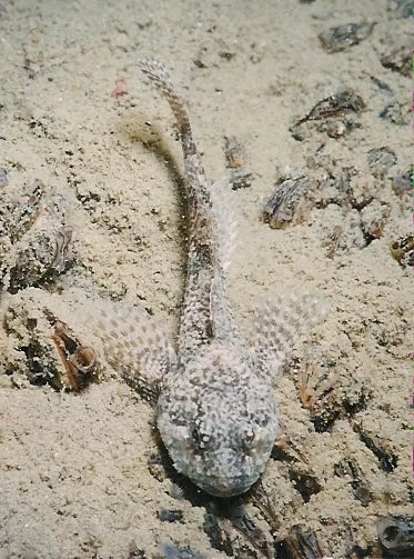 Turkestan Sculpin