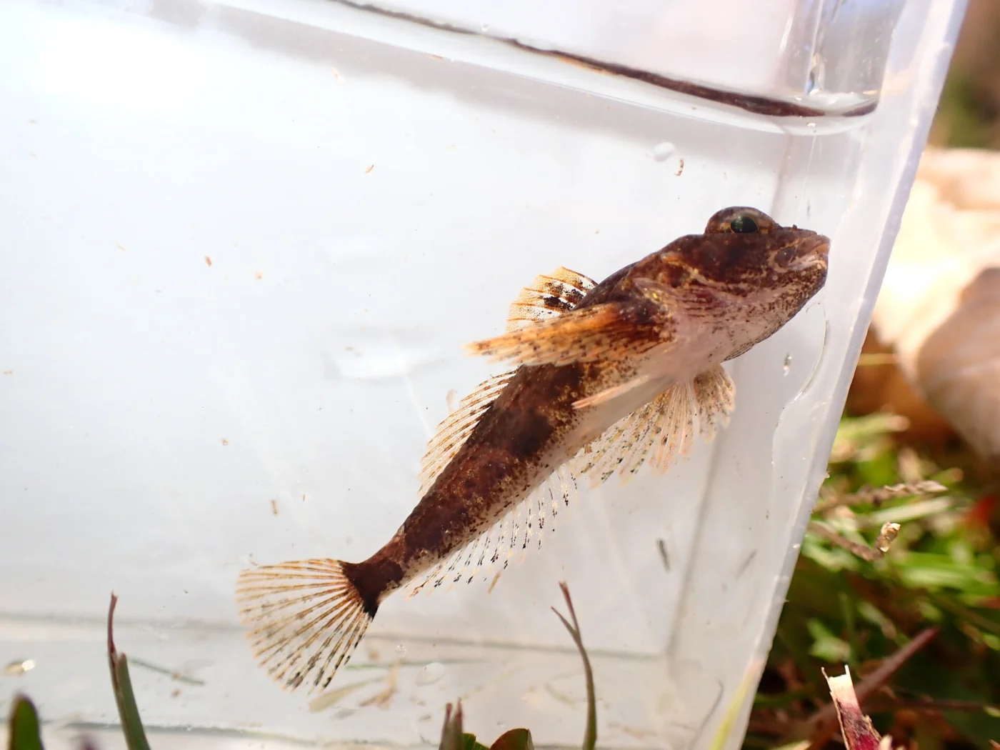 pygmy sculpin