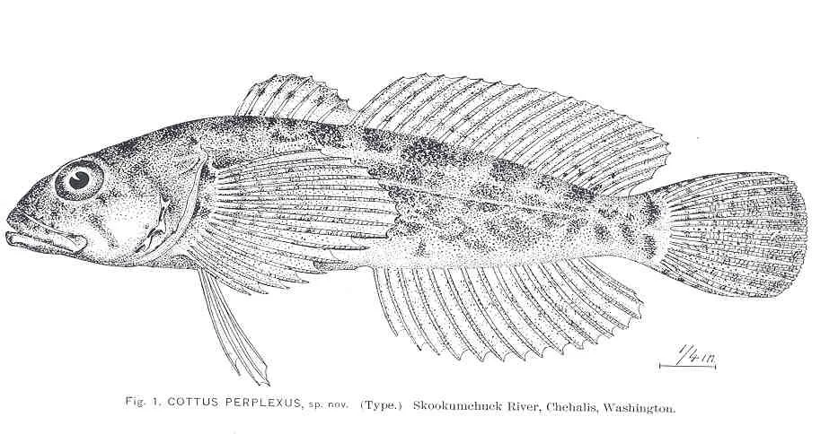 reticulate sculpin