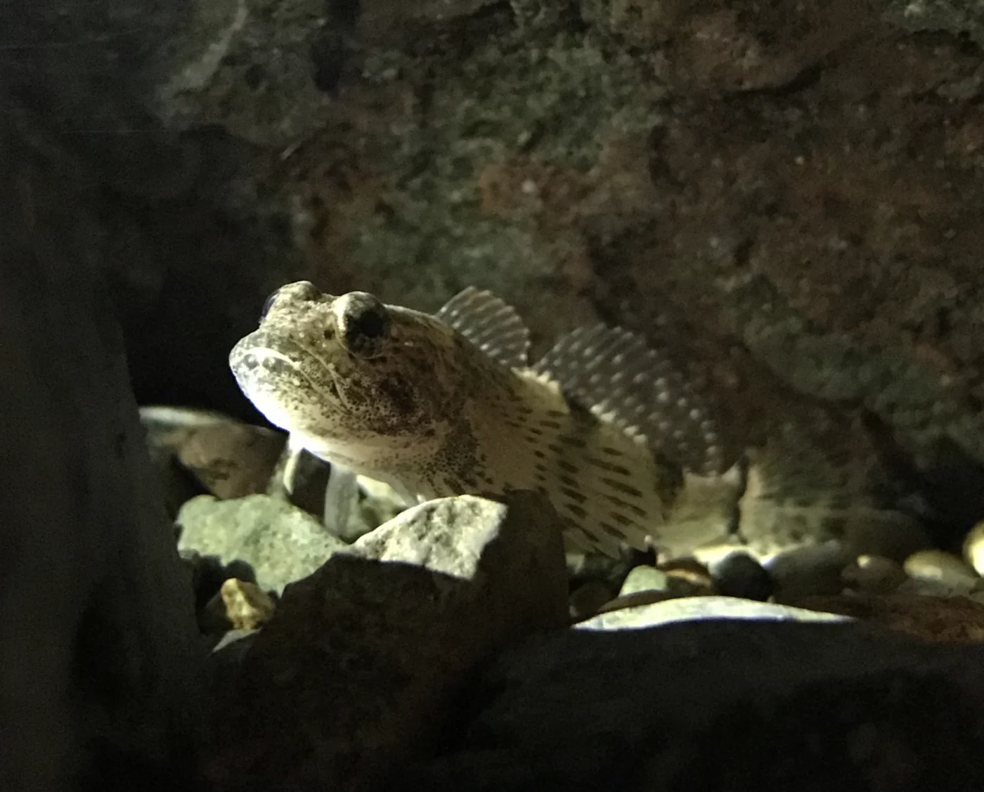 Torrent sculpin