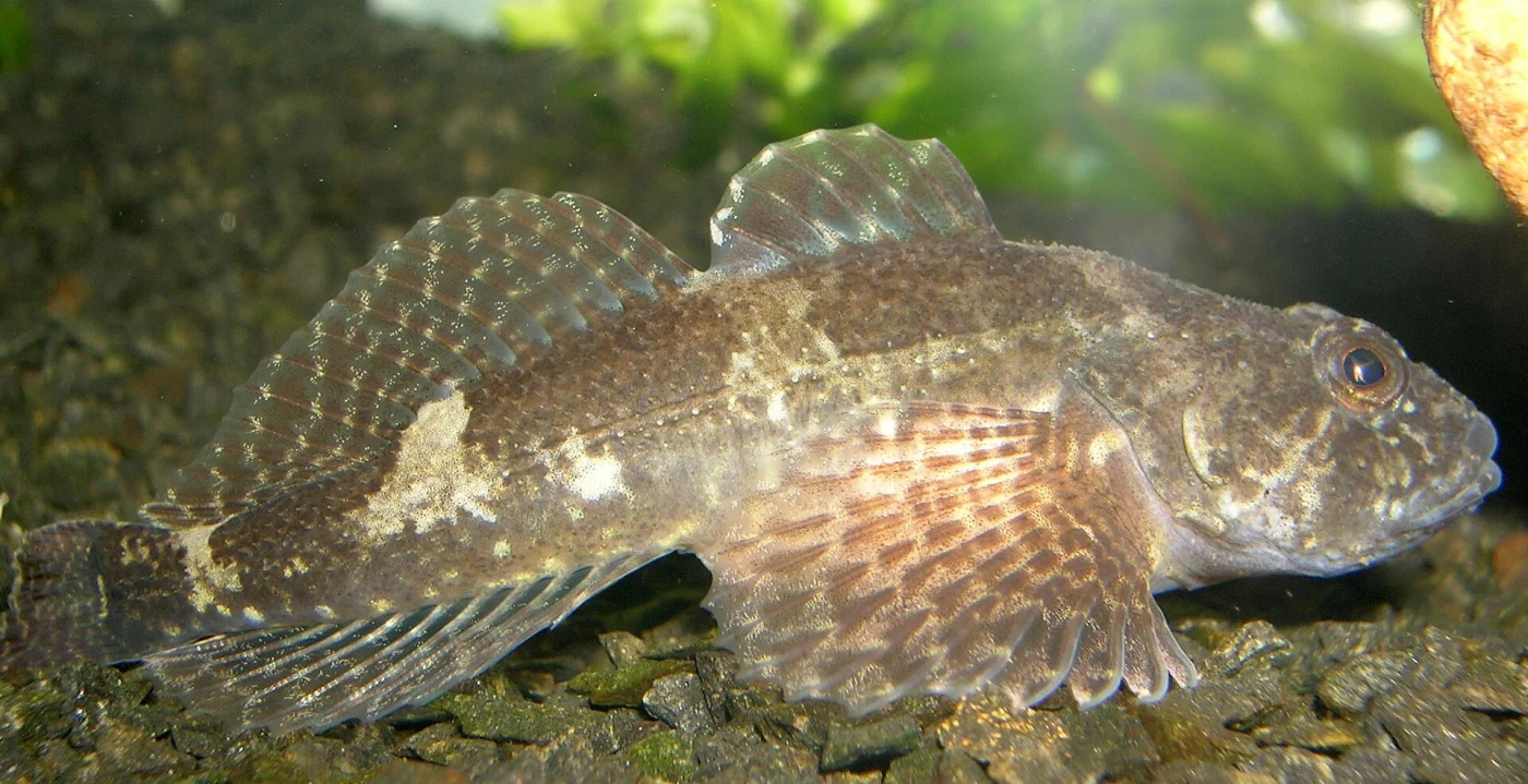 Siberian sculpin