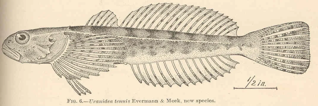 slender sculpin