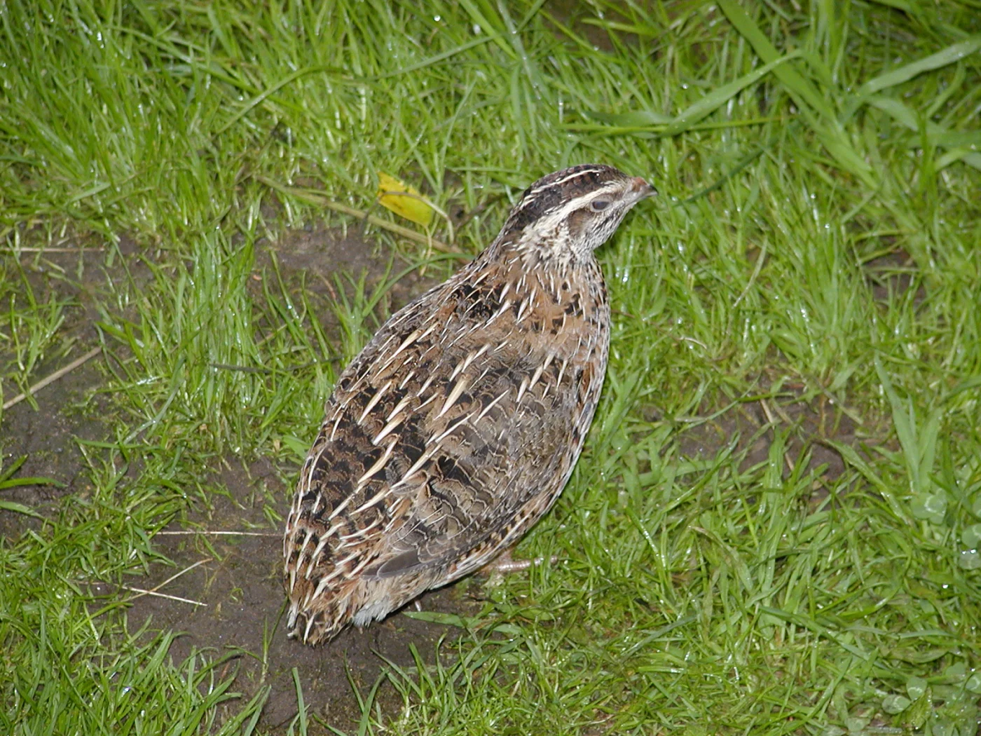 Common Quail