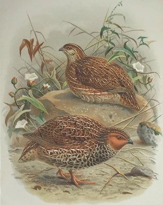 New Zealand Quail