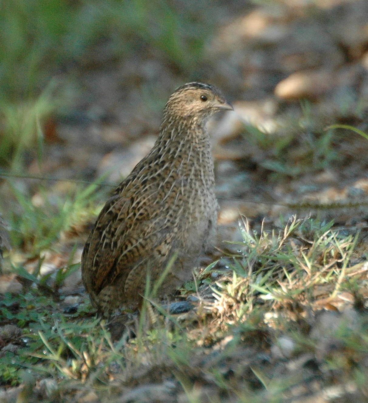 Australian stubble quail