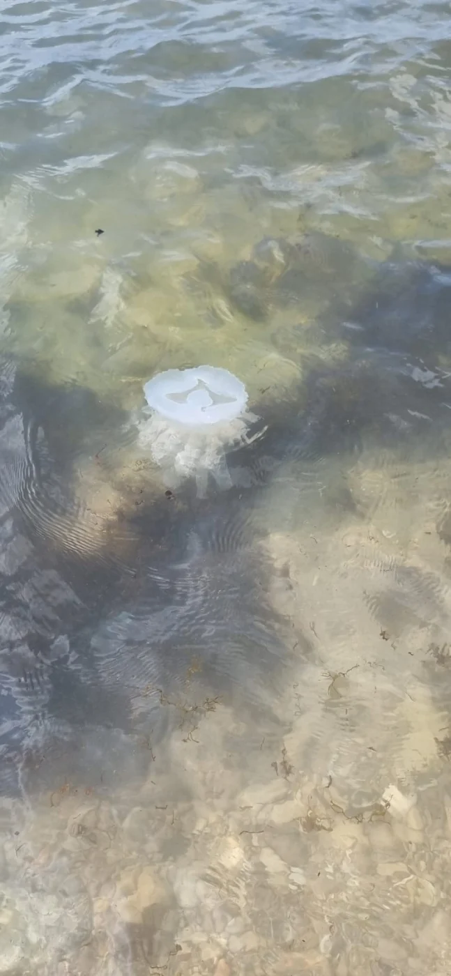 Islamic Jellyfish