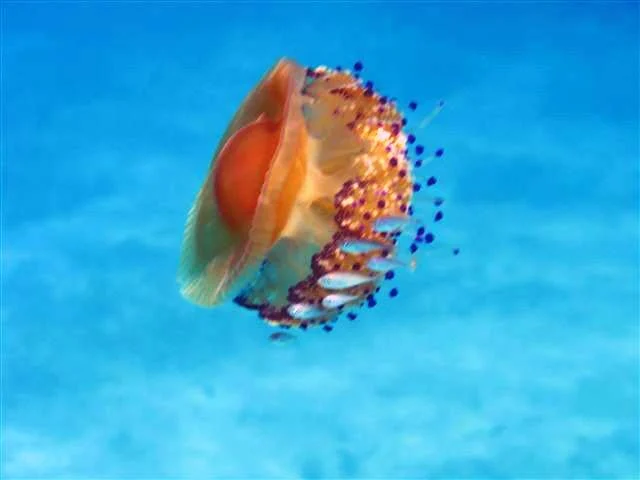 Fried Egg Jelly
