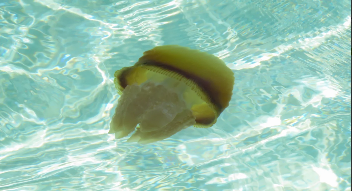 Red Cross Jellyfish