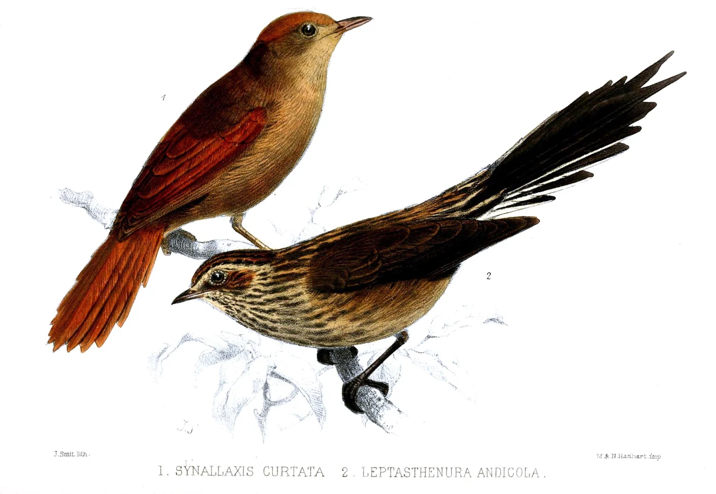 Ash-browed Spinetail
