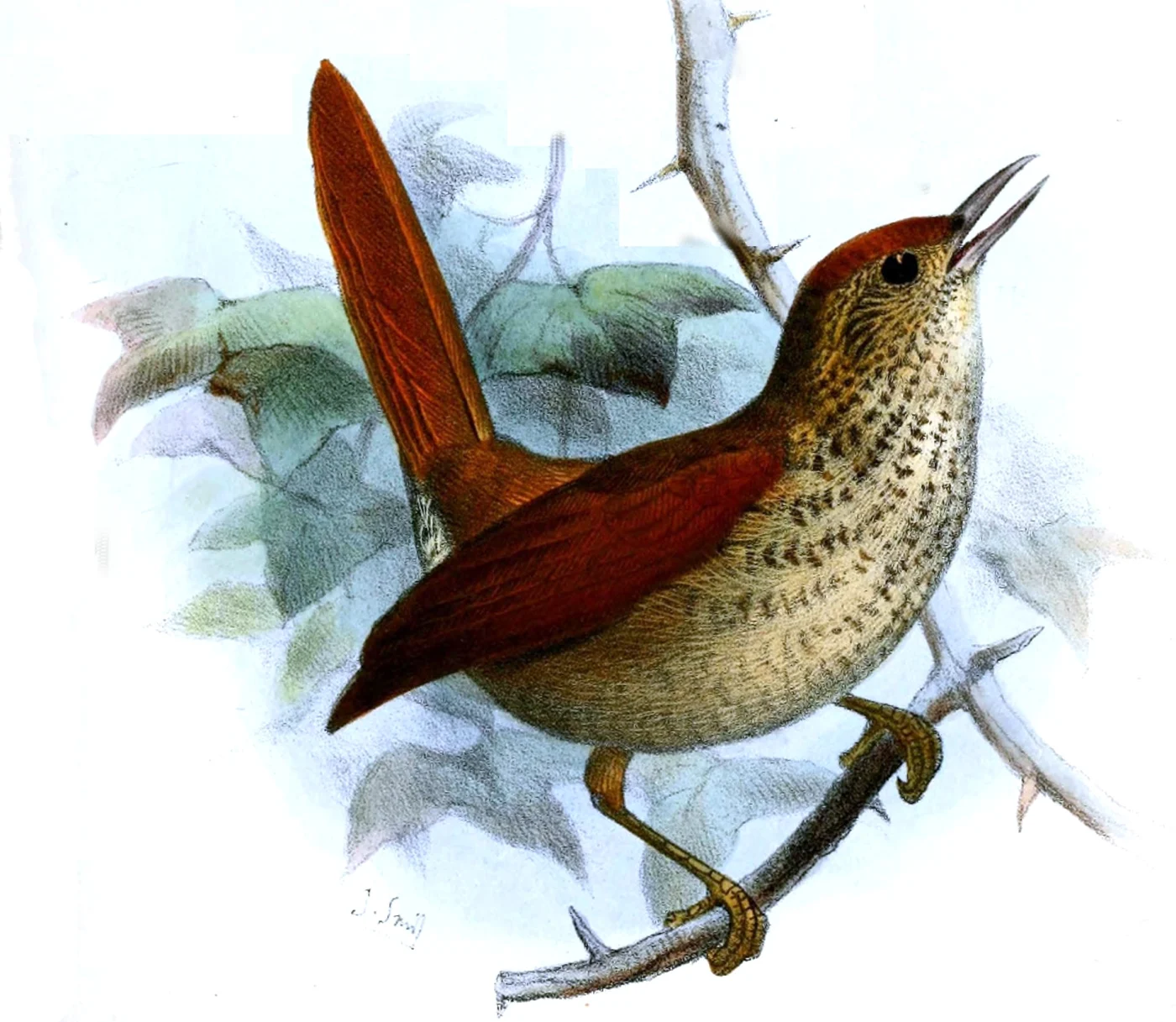 Speckled Spinetail