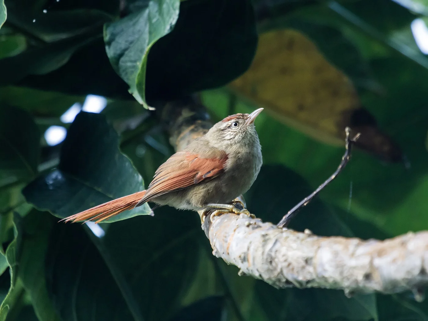 Streak-capped Spinetail