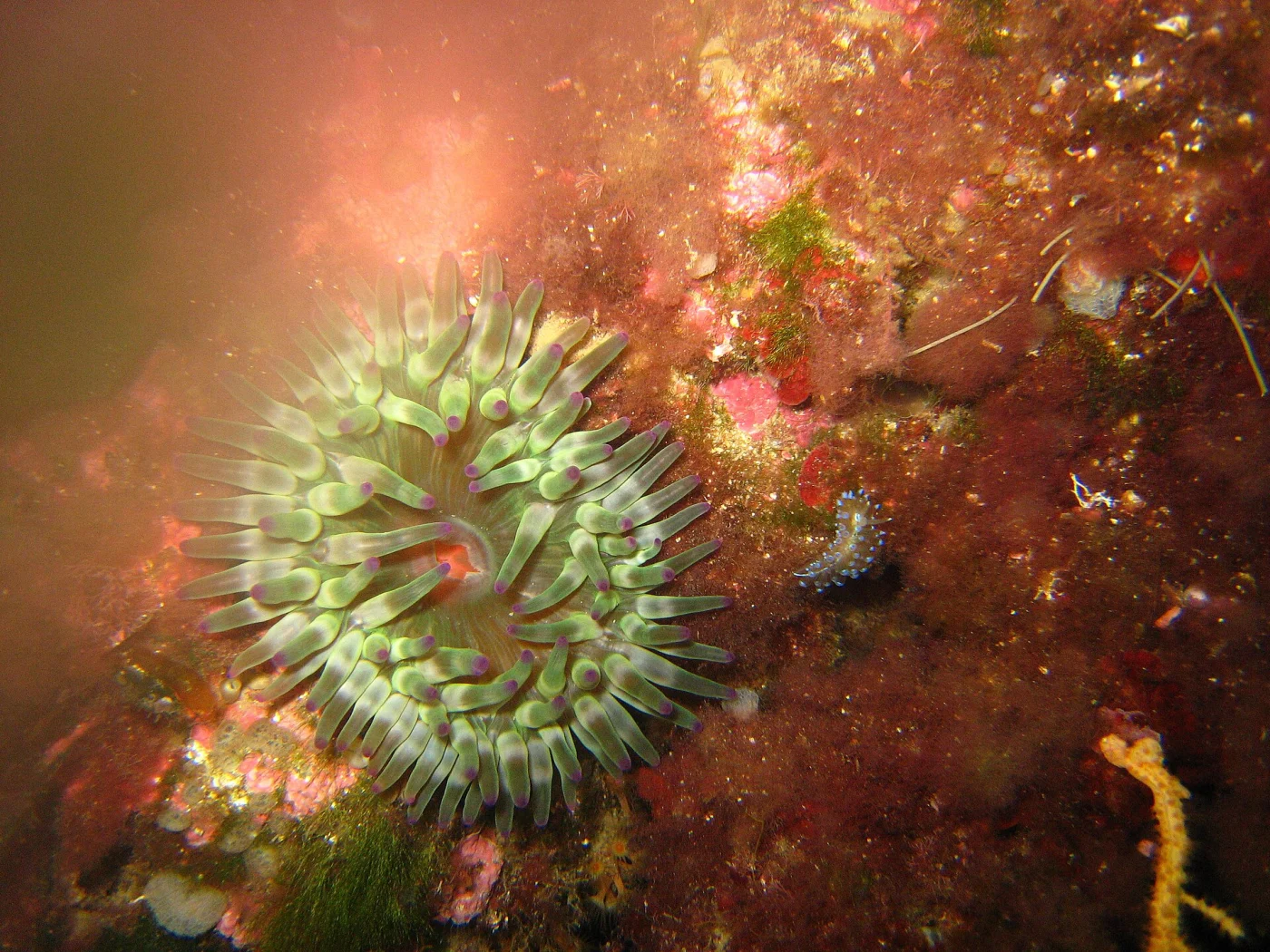 Thick tentacle anemone