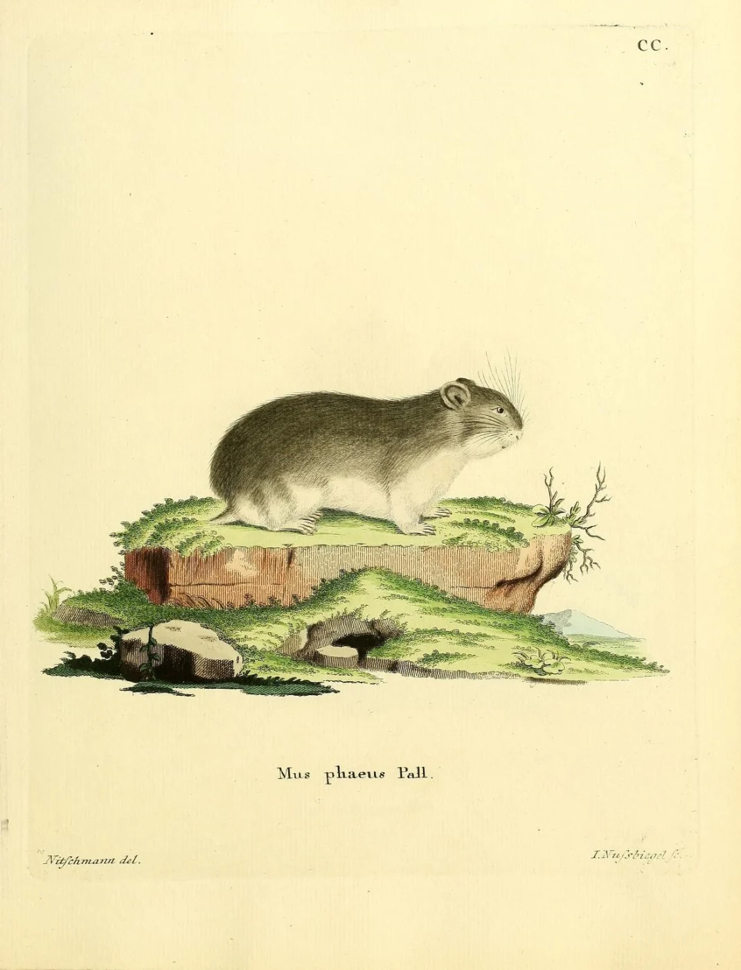 Armenian Hamster