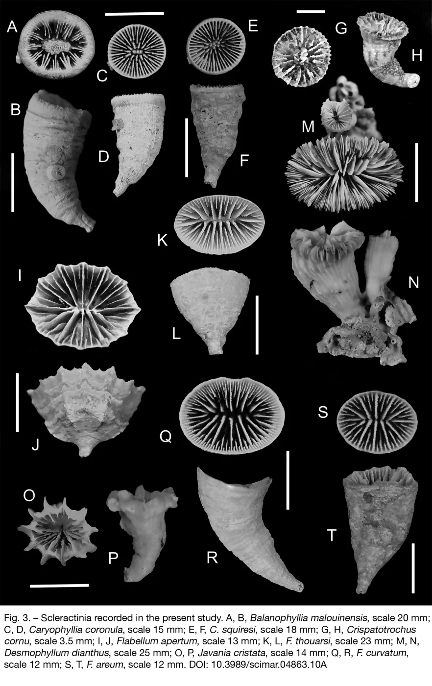 Crispatotrochus cornu