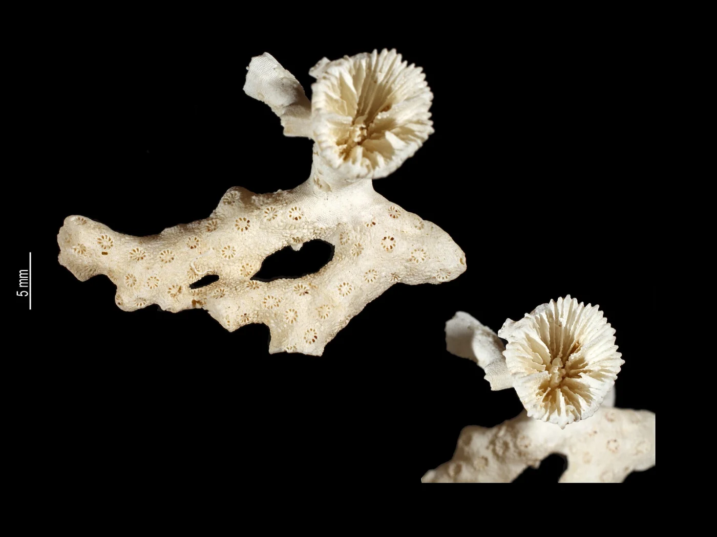 Crispatotrochus rugosus