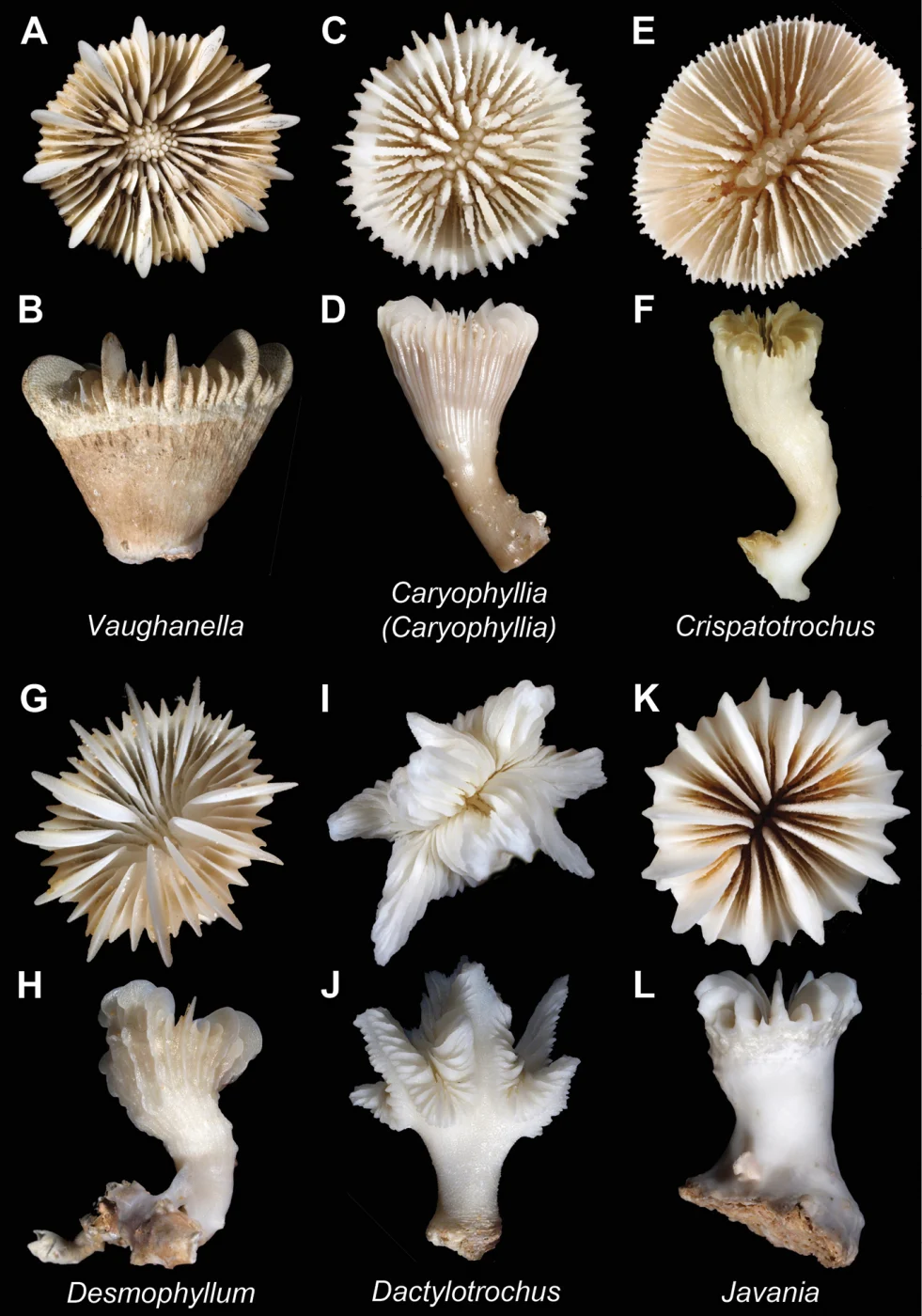 Crispatotrochus woodsi