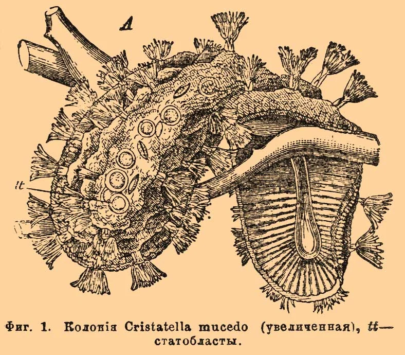 Cristatella mucedo
