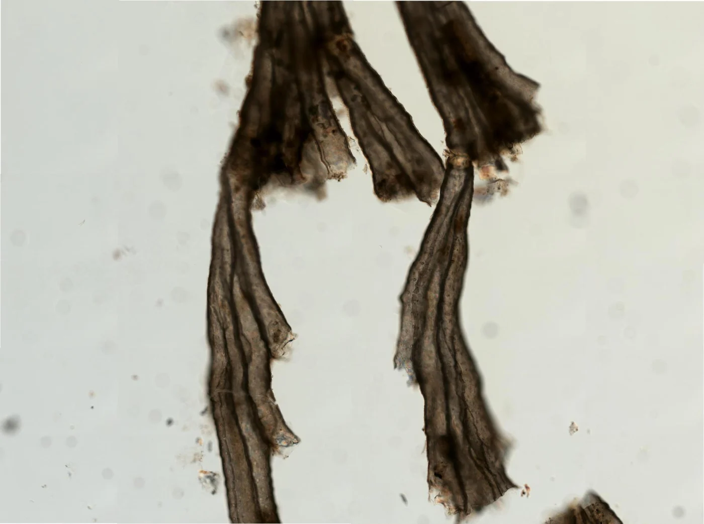 Crisulipora occidentalis