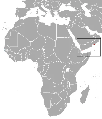 Arabian Shrew