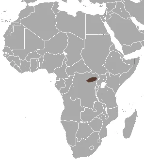 Congo Shrew
