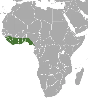 Crosse's Shrew
