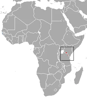 Fischer's Shrew