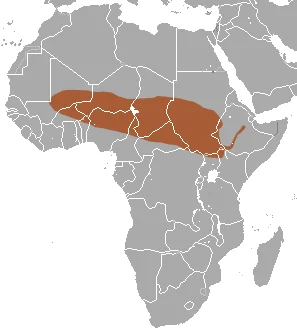 Savanna Shrew