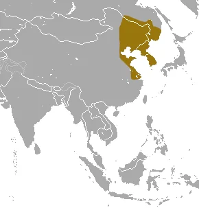Ussuri Shrew