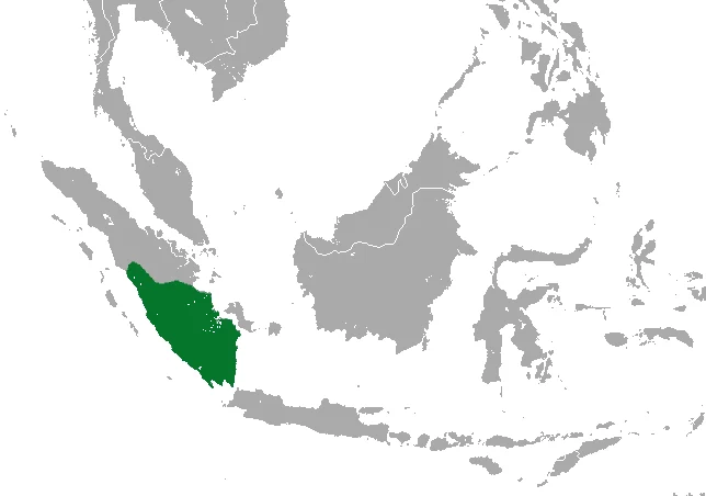 Sumatra-Weif 3 zahnspitzmaus