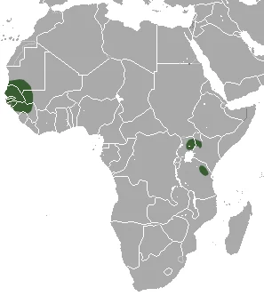 Savanna Dwarf Shrew