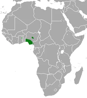 Nigeria-Weif 3 zahnspitzmaus
