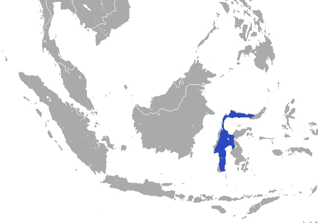 Sulawesi White-handed Shrew