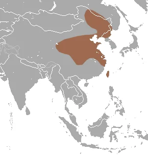 Asian Lesser White-toothed Shrew