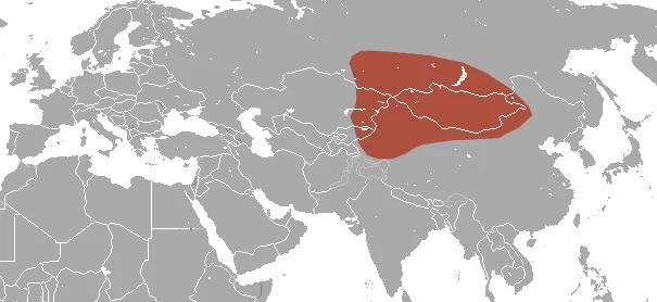 Siberian Shrew