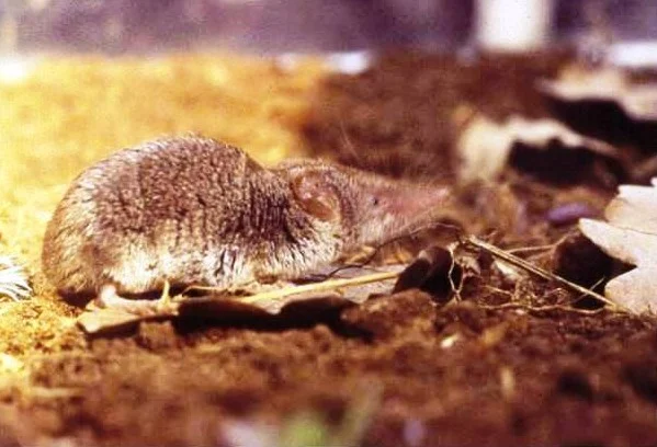 Sicilian Shrew