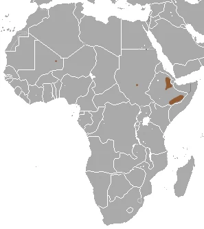 Somali Shrew