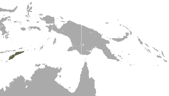 Thin Shrew