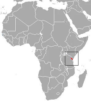 Usambara Shrew