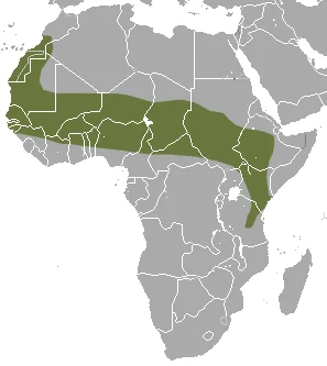 Savanna Path Shrew