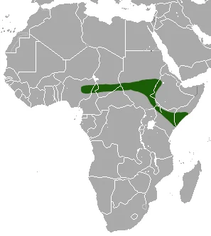 Yankari Shrew
