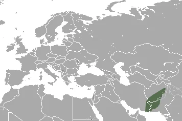 Zarudny's Rock Shrew