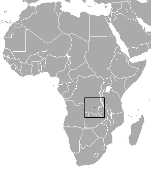 Upemba Shrew